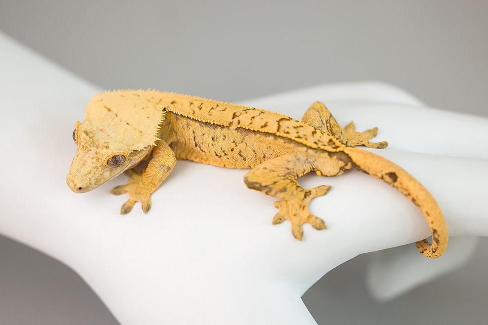 Extreme Coverage Pinstripe Crested Gecko