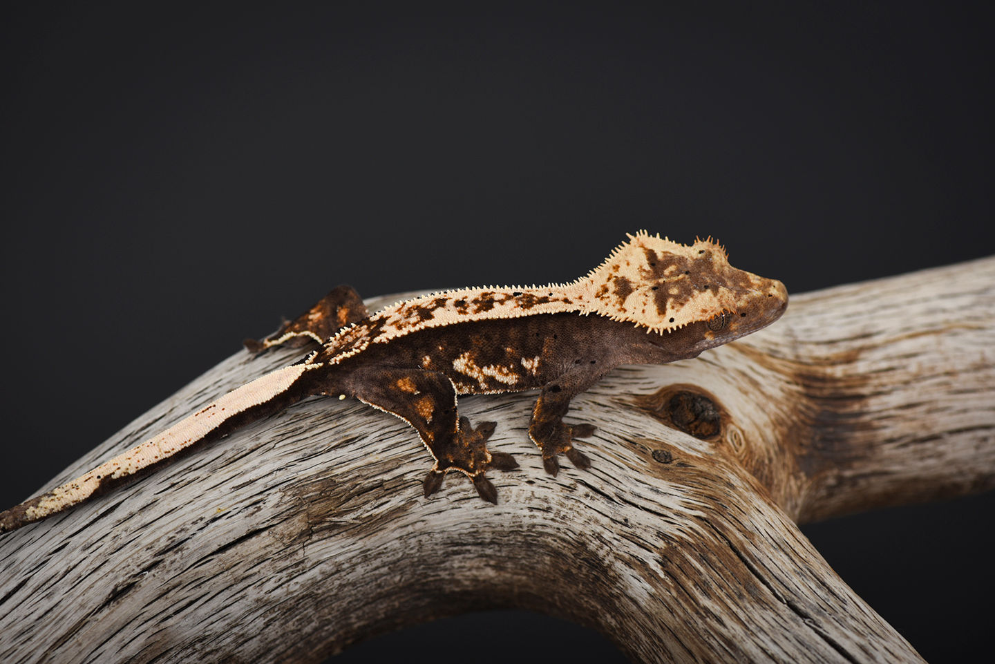 High Contrast Pinstripe Crested Gecko