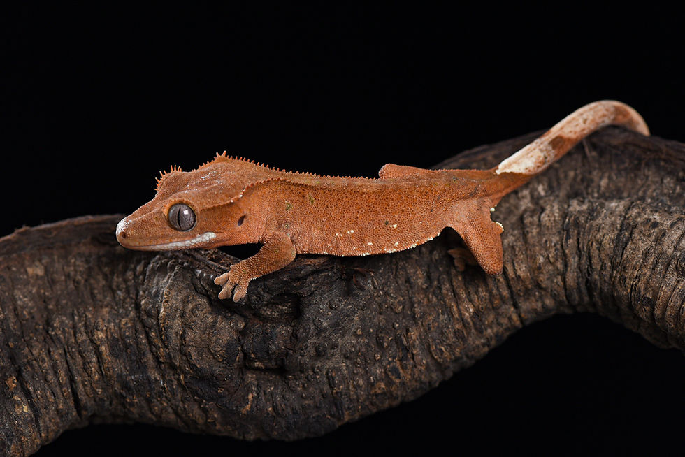 Thumbnail: Patternless Red Crested Gecko