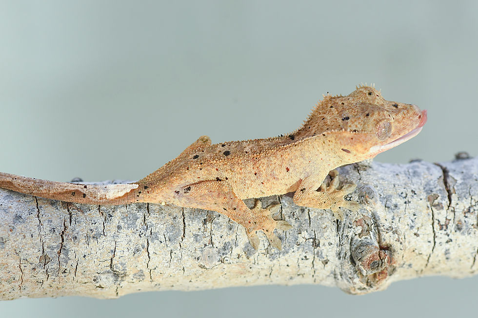 Yellow Base Mardi Gras Dalmatian