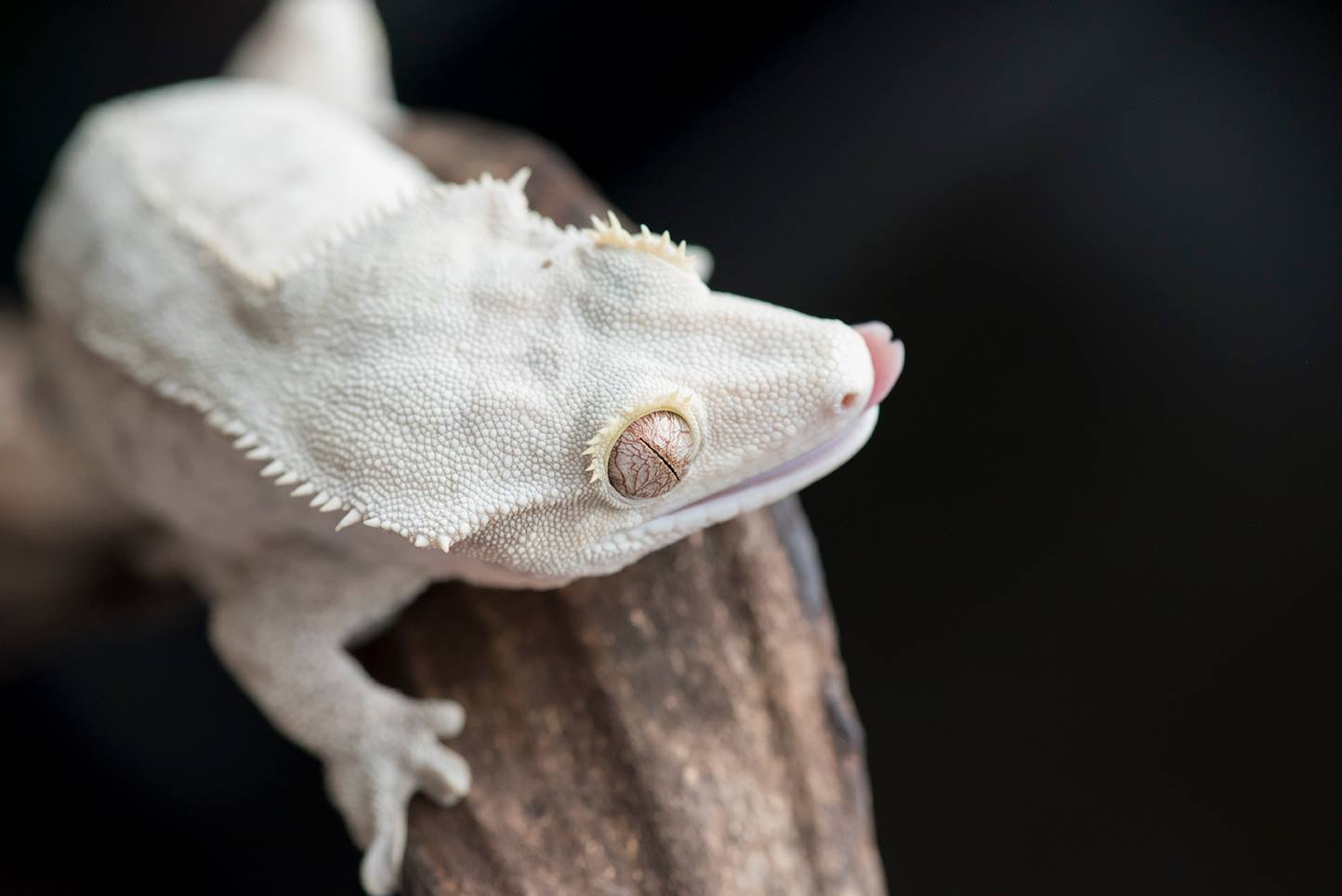 Tiger Crested Gecko Sunburst Fringemorphs