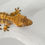 Thumbnail: High Contrast Extreme Harlequin Crested Gecko