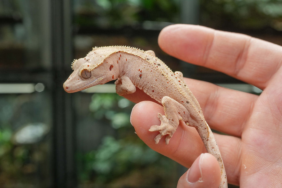 Thumbnail: Mardi Gras Super Dalmatian Crested Gecko