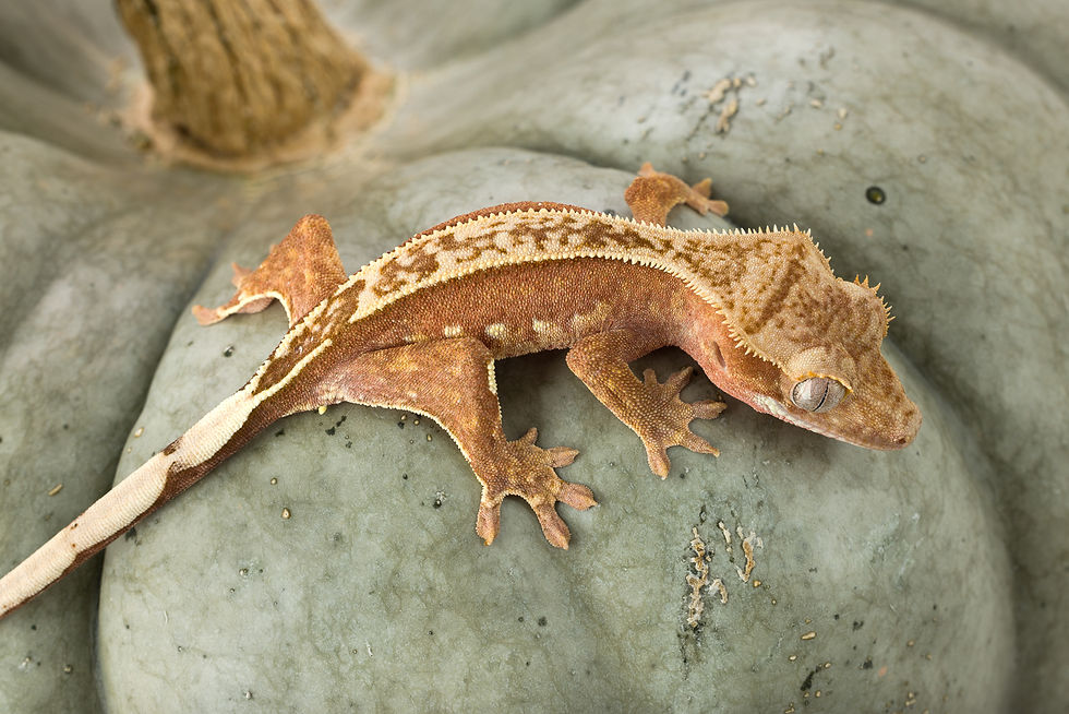 Red Pinstripe Crested Gecko