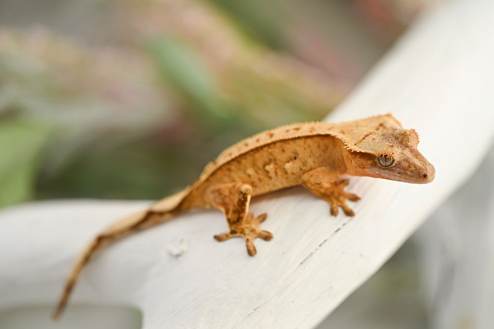 Thumbnail: C2 Citrus Pinstripe Crested Gecko