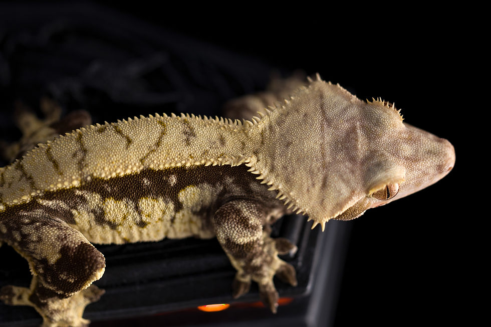 High Contrast Pinstripe Crested Gecko