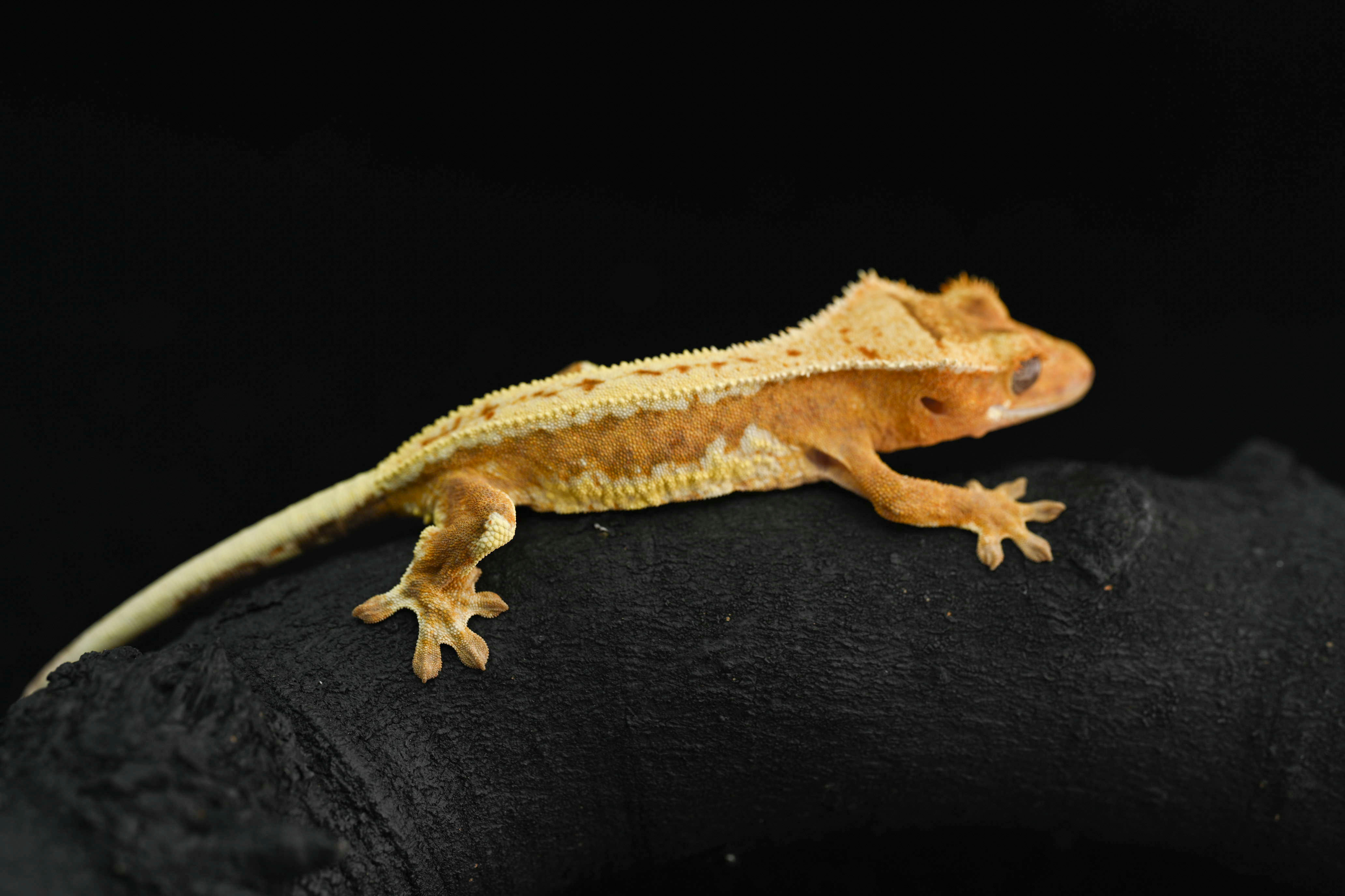 Creamsicle Lilly White Crested Gecko