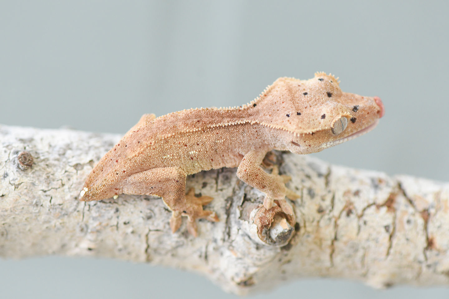 Mardi Gras Dalmatian Crested Gecko