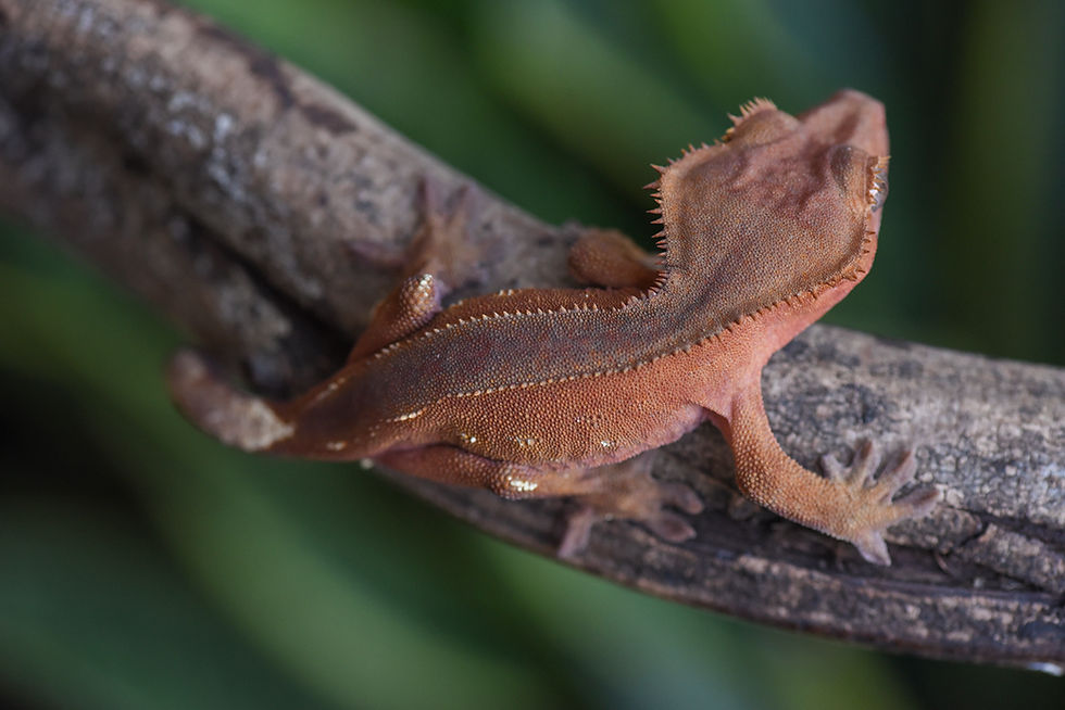 Thumbnail: Red Phantom Pinstripe Crested Gecko