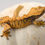 Thumbnail: Halloween Extreme Harlequin Crested Gecko