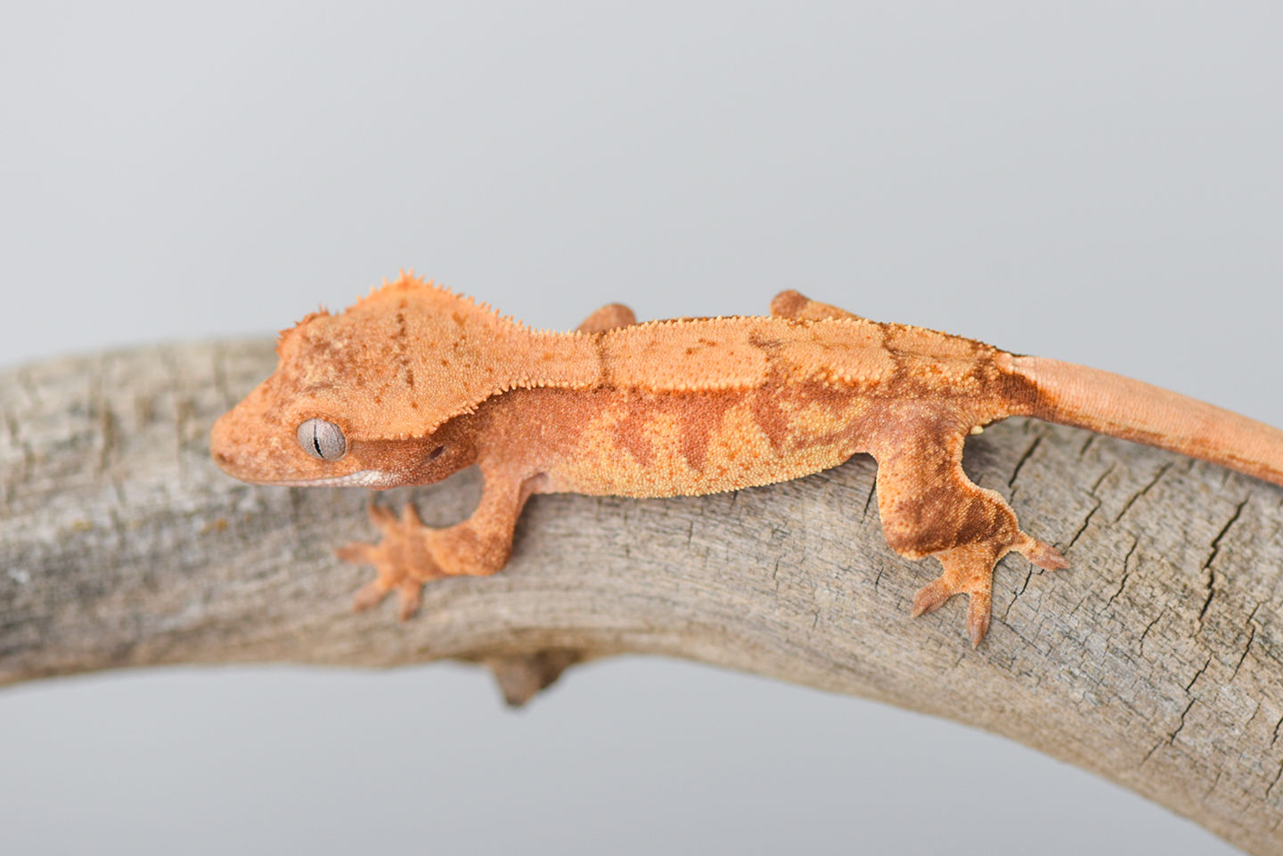 Red Extreme Harlequin Crested Gecko