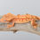 Thumbnail: Red Extreme Harlequin Crested Gecko