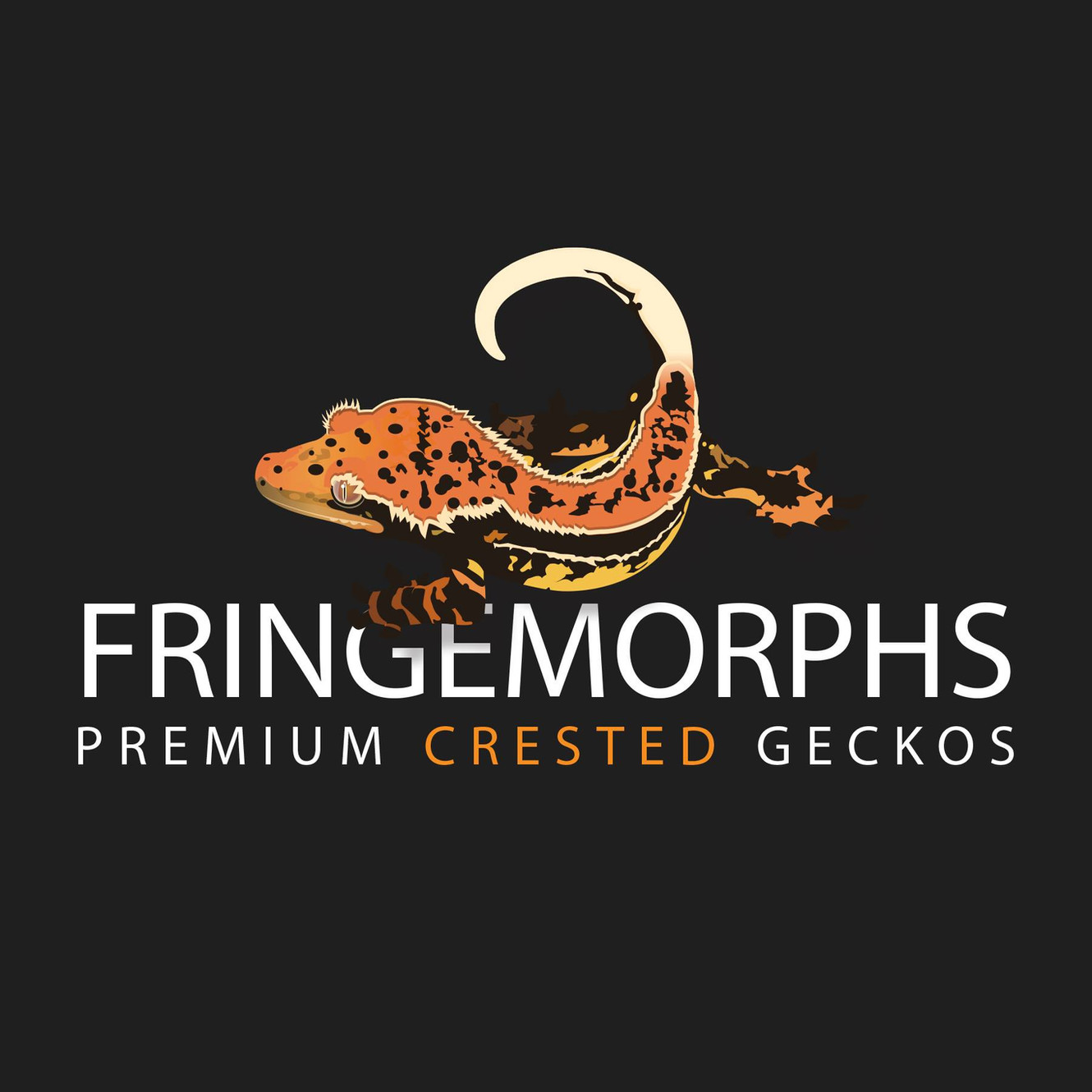 Crested Gecko Morphs | Fringemorphs