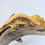 Thumbnail: Harlequin Crested Gecko