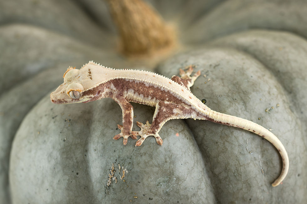 Thumbnail: Red Lilly White Crested Gecko