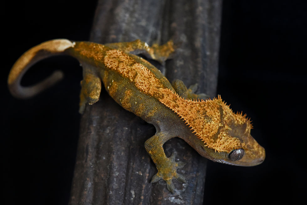 Harlequin Crested Gecko