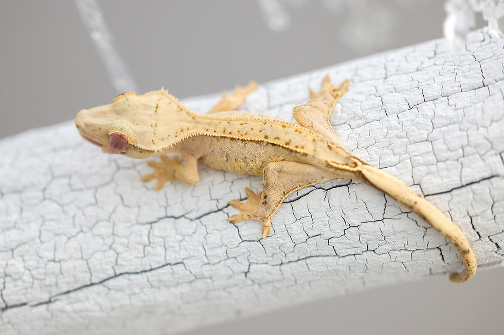 Thumbnail: 50% Het Axanthic Crested Gecko