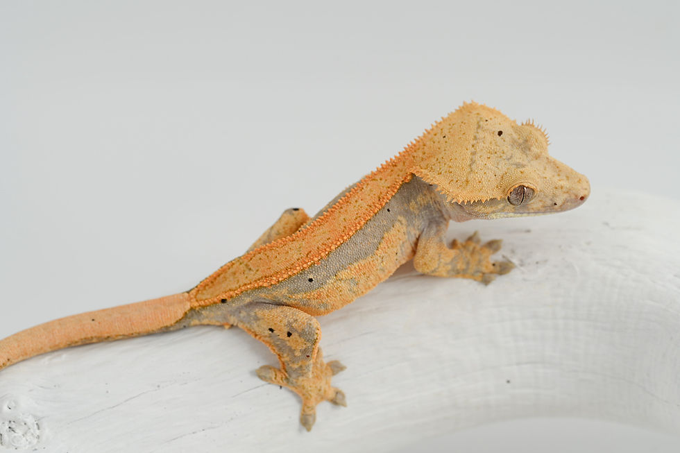 Thumbnail: ARCTIC SUNSET: Lavender/Tangerine Pinstripe Crested Gecko