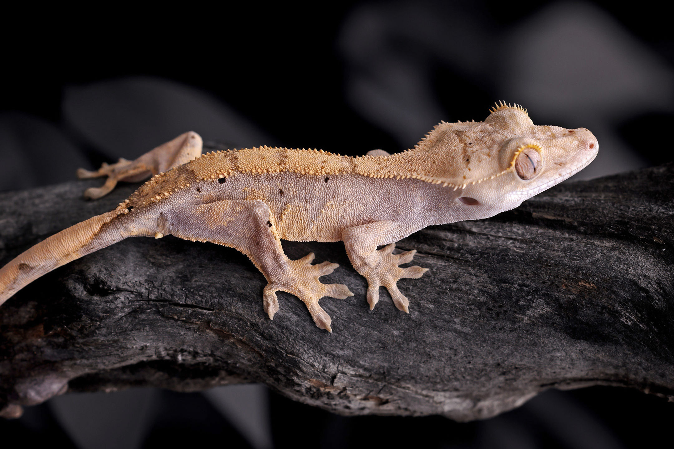 Pink Line Harlequin Crested Gecko