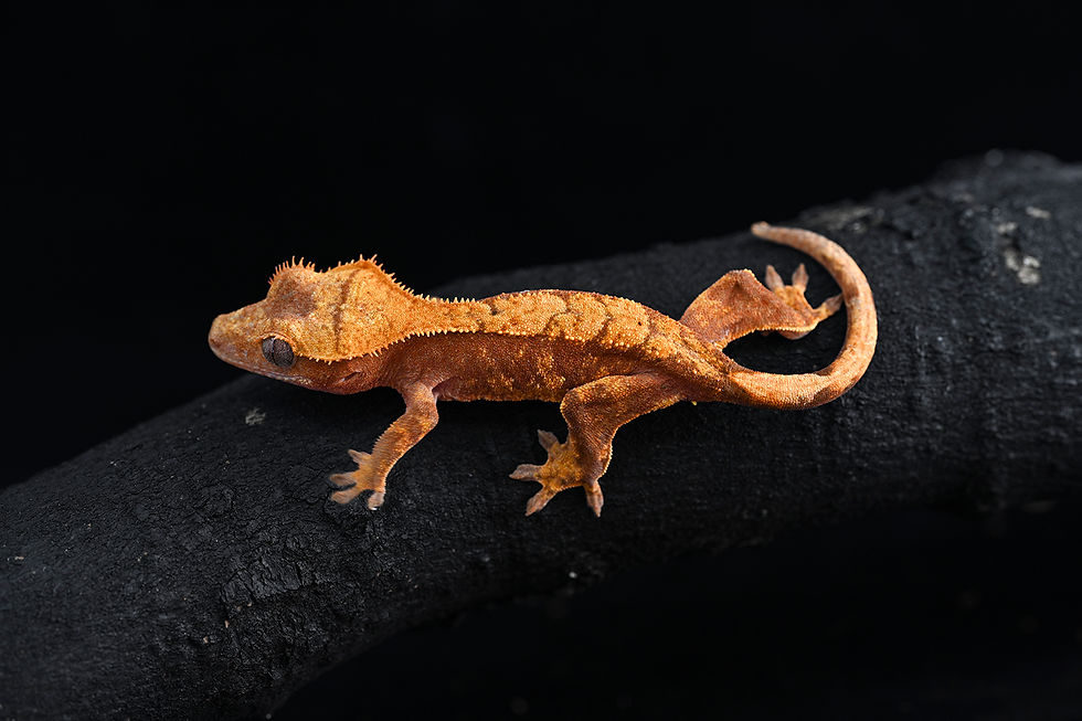 Thumbnail: Red & Cream Harlequin Crested Gecko