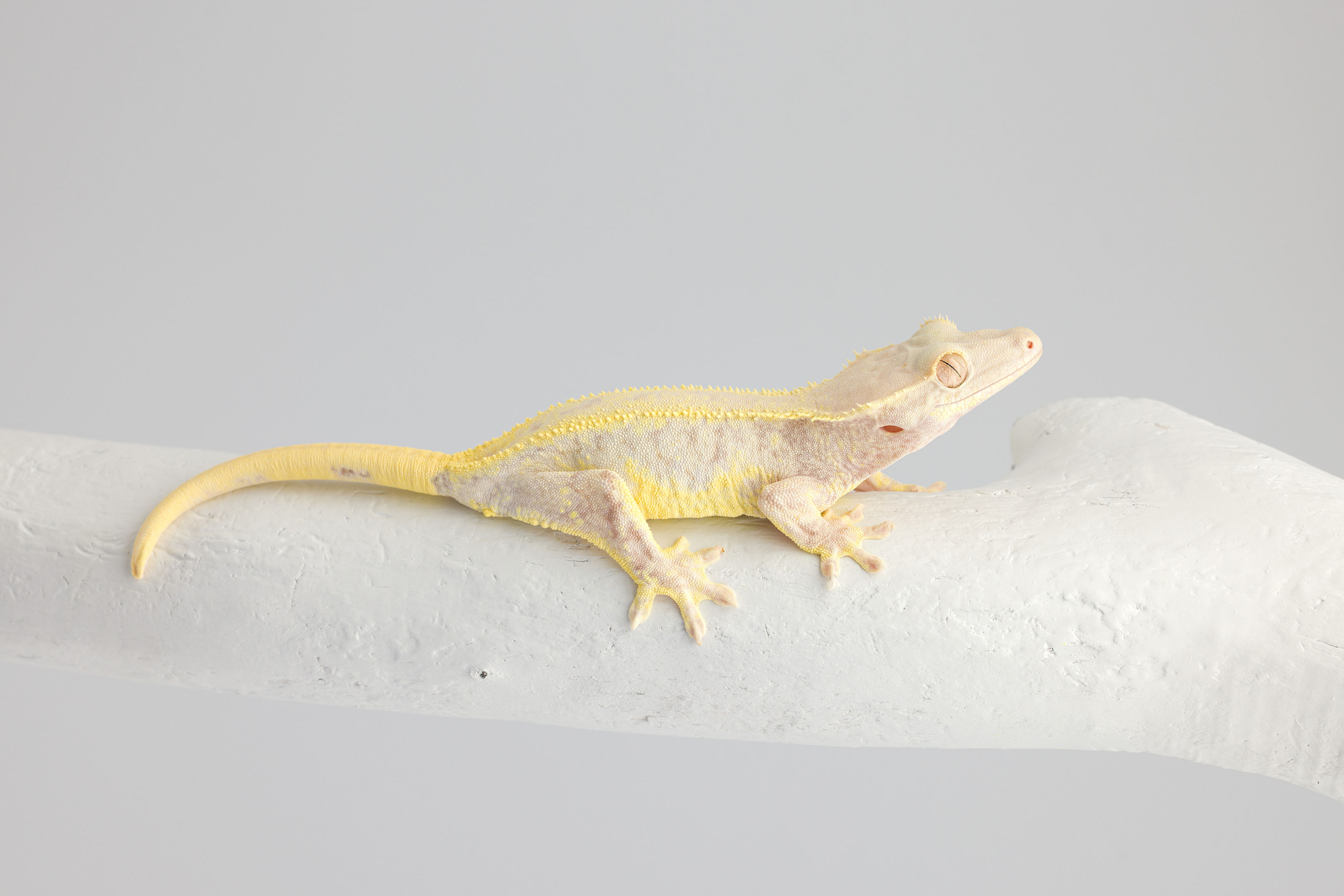 Lavender High-Expression Lily White Crested Gecko