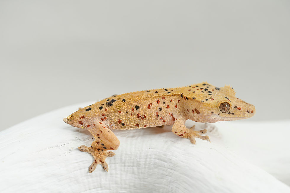 Mardi Gras Super Dalmatian Crested Gecko