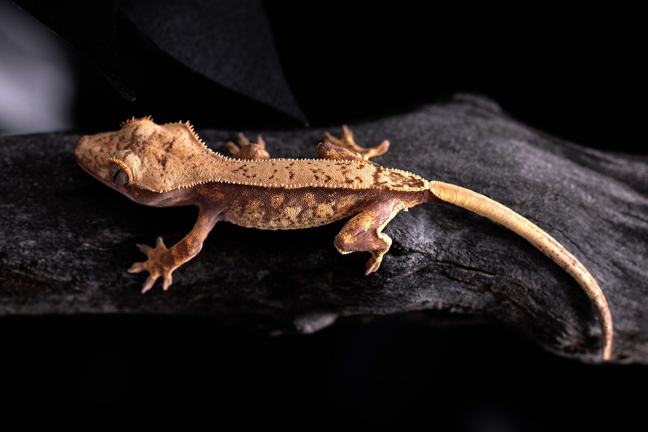 Pinstripe Crested Gecko