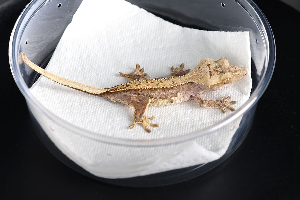 Thumbnail: White Wall Full Pinstripe Crested Gecko