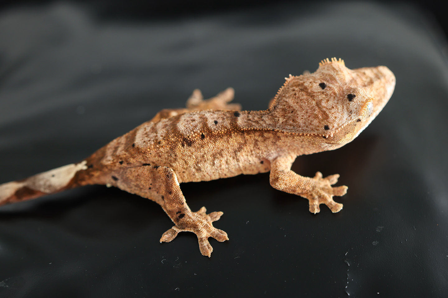 Yellow Dalmatian Crested Gecko