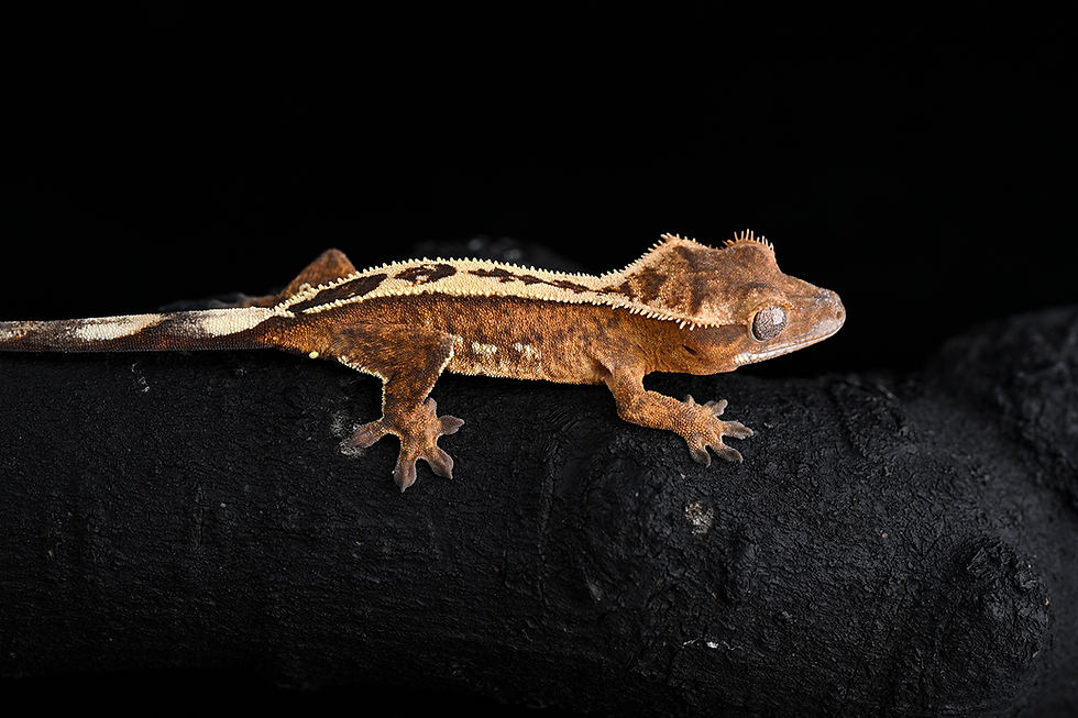 Thumbnail: Creamsicle Pinstripe Crested Gecko