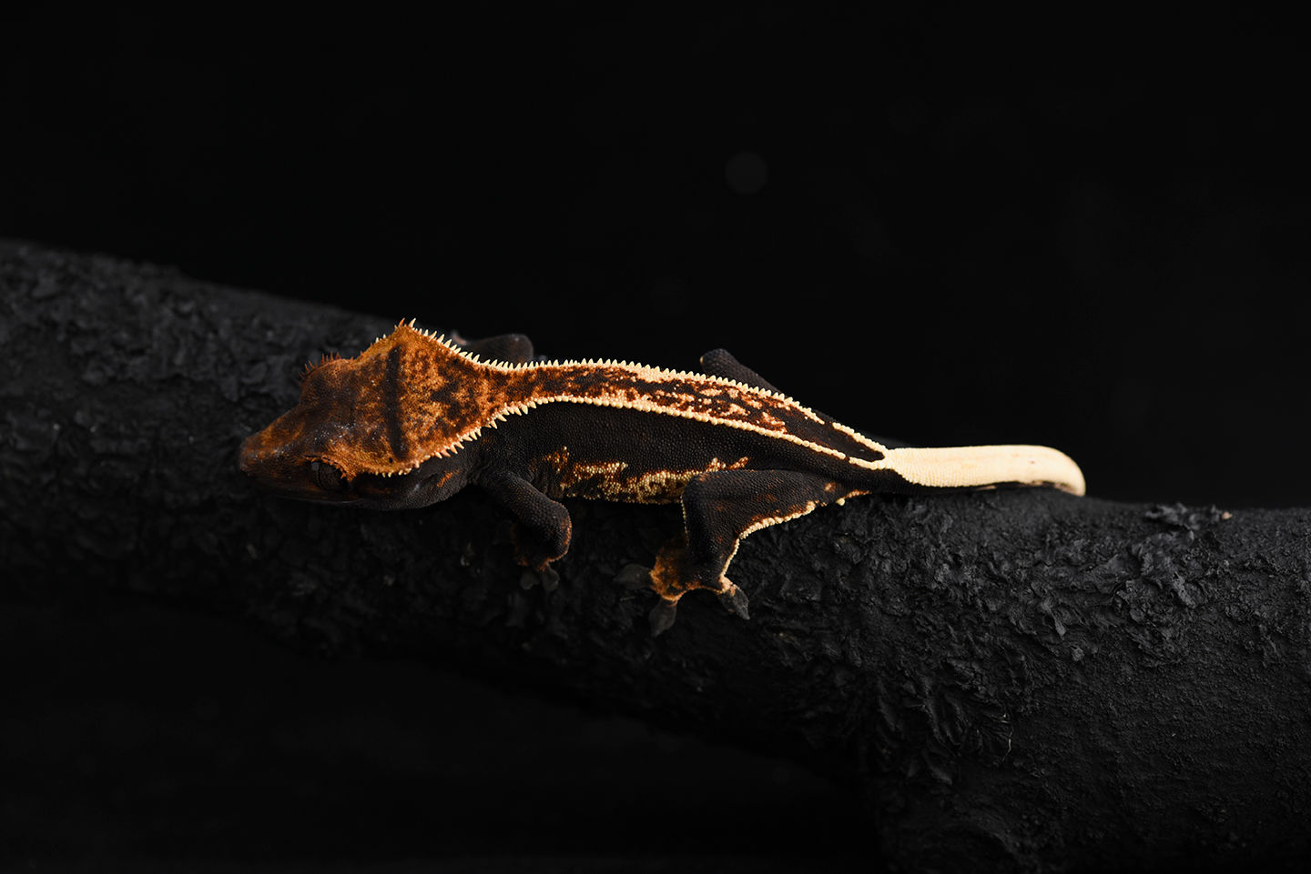 High Contrast Pinstripe Crested Gecko