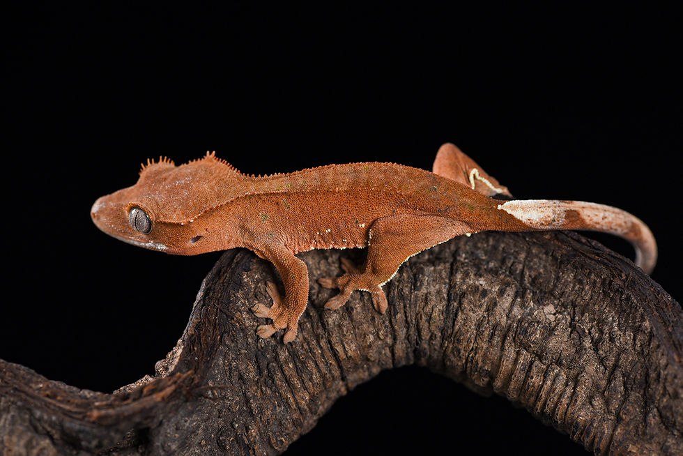 Thumbnail: Patternless Red Crested Gecko