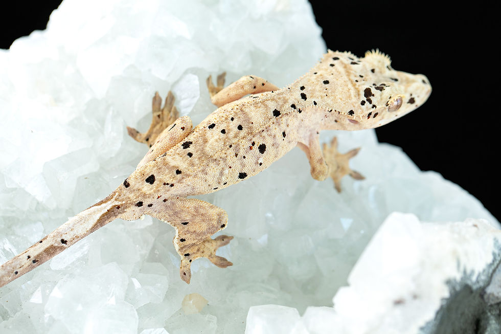 Thumbnail: Yellow Dalmatian Crested Gecko