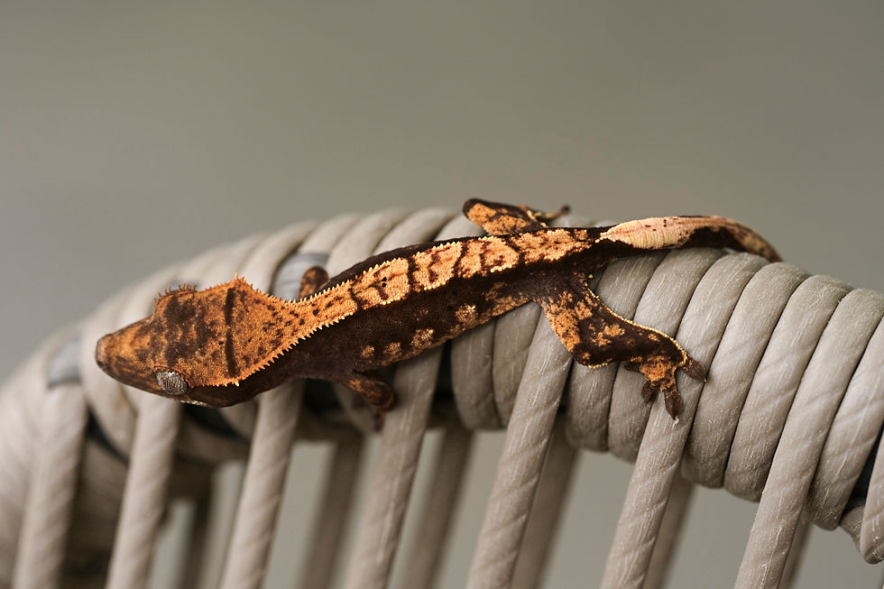 Thumbnail: High Contrast Harlequin Crested Gecko