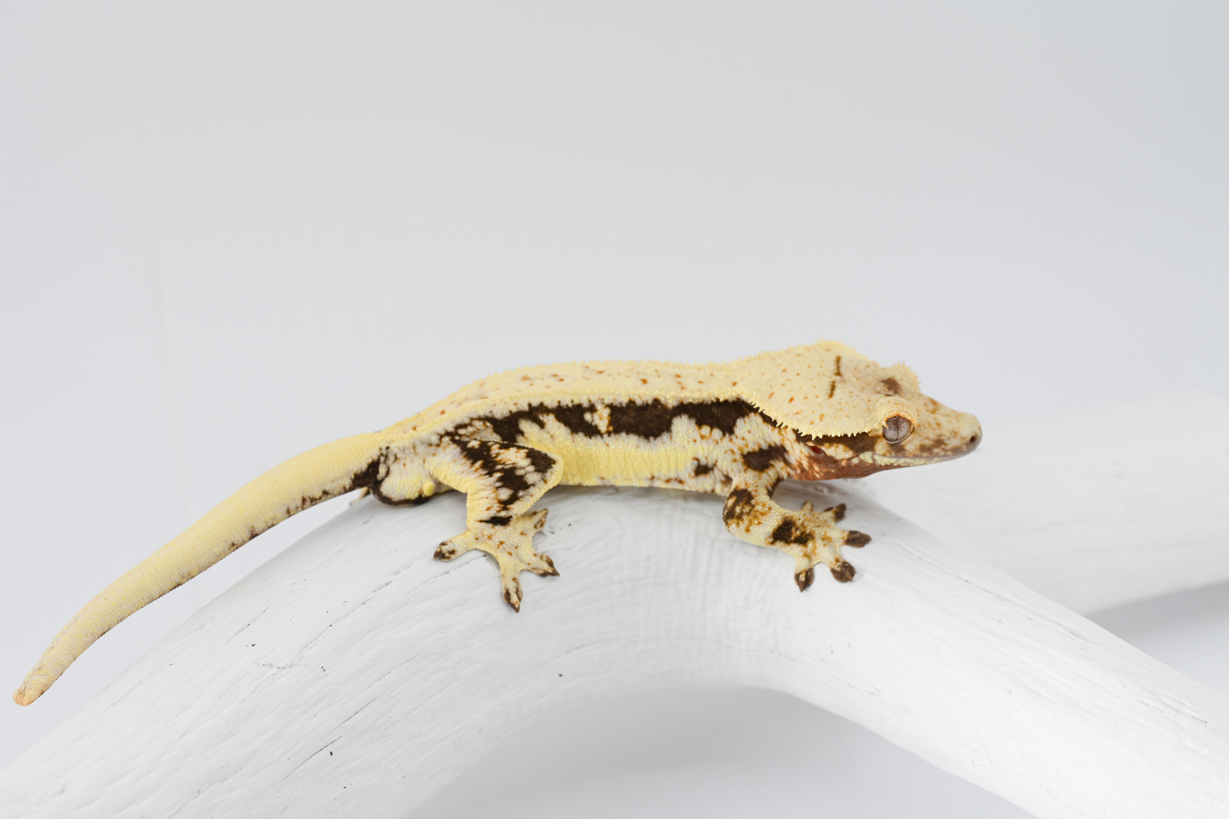 High Contrast Lilly White Crested Gecko