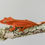 Thumbnail: Hypo Red Phantom Crested Gecko