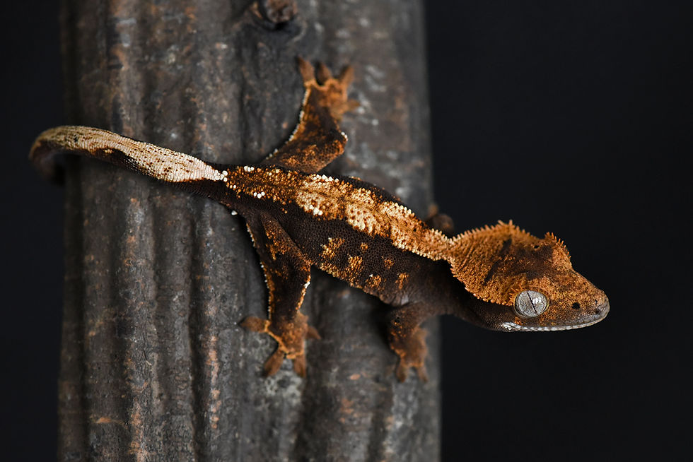 High Contrast Harlequin Crested Gecko