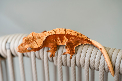 Red Harlequin Crested Gecko | Fringemorphs