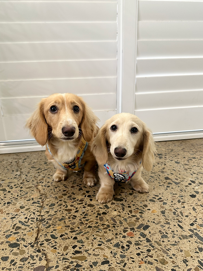 Cream Miniature Dachshunds