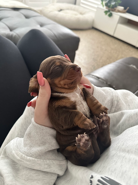 Miniature Dachshund Puppies Breeder in NSW Australia - Bam Bam Dachshunds 