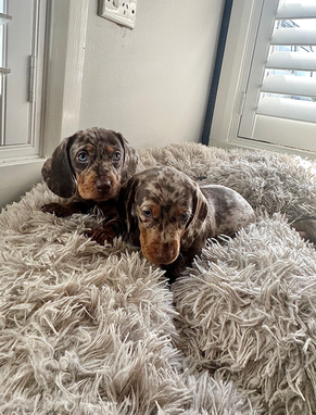 Chocolate Dapple Dachshund puppies - Bam Bam Dachshunds