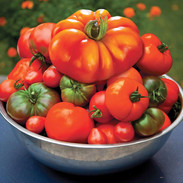 s16-juicy-tomato-garden.jpeg