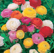 s37-persian-buttercups.jpeg