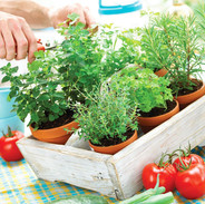s15-healthy-herb-garden.jpeg