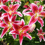 s24-stargazer-lilies.jpeg