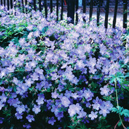 s30-hardy-blue-geranium.jpeg