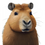 Thumbnail: Capybara