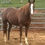 Thumbnail: Pride & Joy x Pretty Tuff Annie, $5k NCHA- FOAL IN UTERO