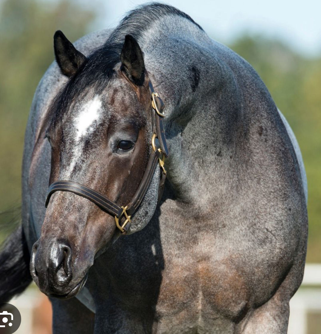 Frozen Embryos - Once In A Blu Boon x White Cat A Lena, $55k NCHA (DEPOSIT)