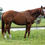 Thumbnail: Dual Pep x Circle Bar Cut N Gem, $56k NCHA- FOAL IN UTERO